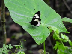 Heliconius cydno cydnides
