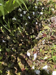 Mazus novaezeelandiae impolitus