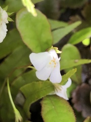 Mazus novaezeelandiae impolitus
