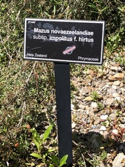Mazus novaezeelandiae impolitus
