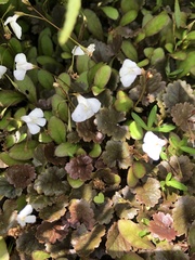Mazus novaezeelandiae impolitus