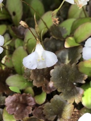 Mazus novaezeelandiae impolitus