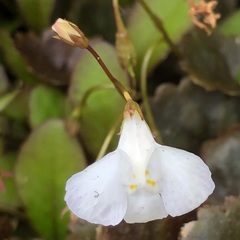Mazus novaezeelandiae impolitus
