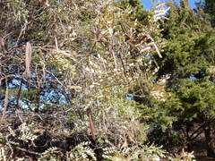 Leucaena retusa