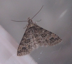 Alucita montana