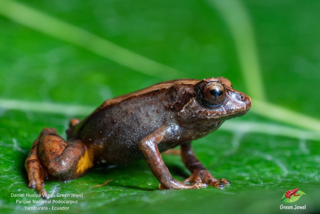 Andean Dwarf Robber Frog