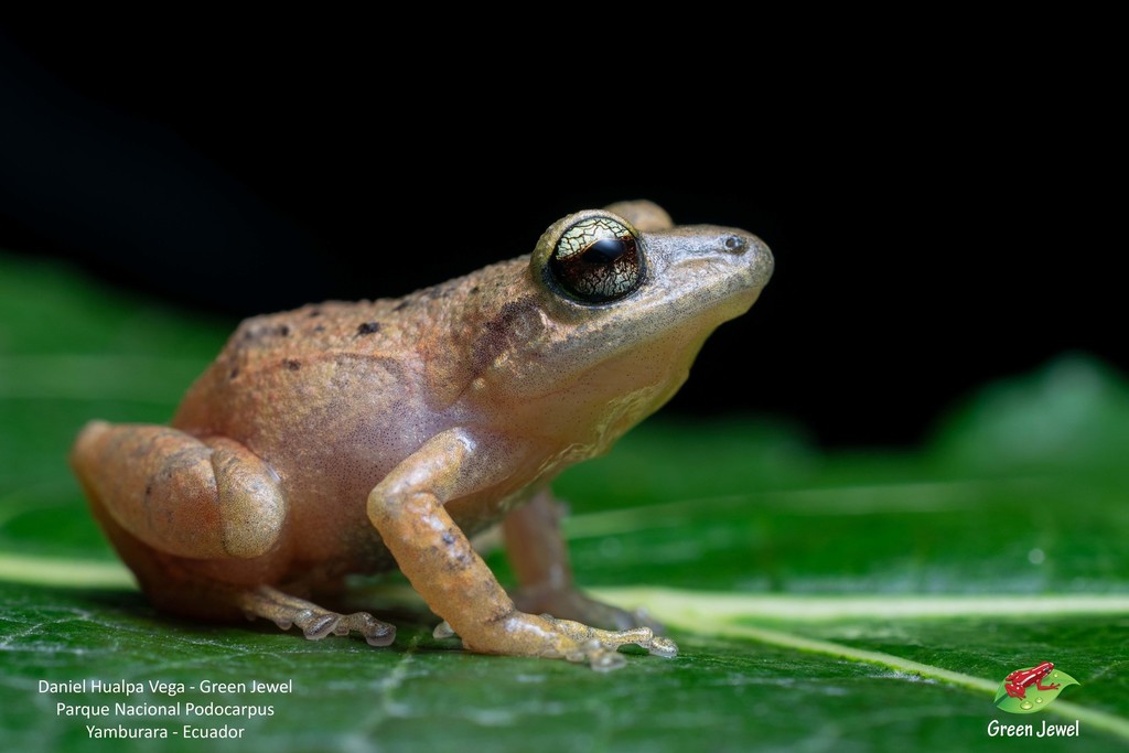 Cajamarca Rainfrog (Pristimantis cajamarcensis)
