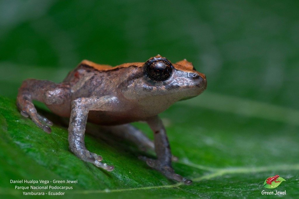 Matilde's Rainfrog