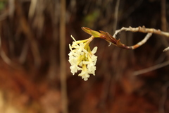 Epidendrum chioneum