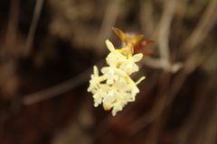 Epidendrum chioneum