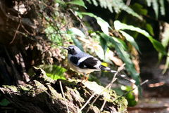 Enicurus schistaceus