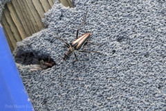 Stenocorus flavolineatus