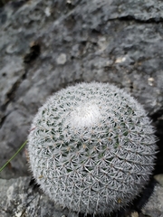 Mammillaria haageana