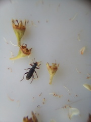 Lemidia