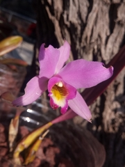 Laelia