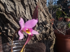 Laelia