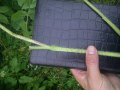 Chaerophyllum aromaticum