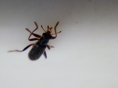 Lemidia