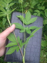 Chaerophyllum aromaticum