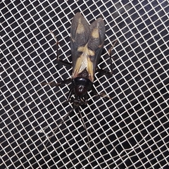 Rasahus sulcicollis