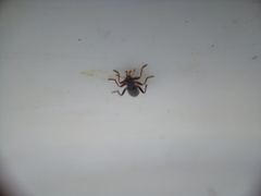 Lemidia