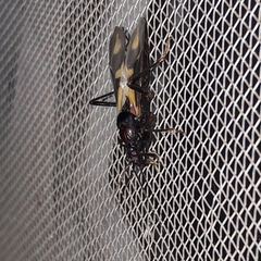 Rasahus sulcicollis