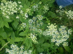 Chaerophyllum aromaticum
