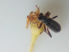 Lemidia