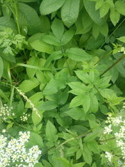 Chaerophyllum aromaticum