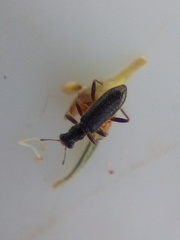 Lemidia