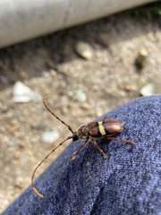 Deretrachys juvencus