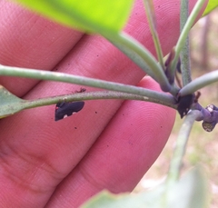 Enchenopa quadricolor