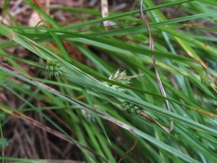 Carex phalaroides