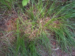 Carex phalaroides
