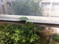 Myriopteris myriophylla