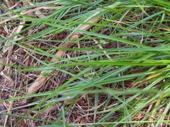 Carex phalaroides