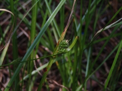 Carex phalaroides