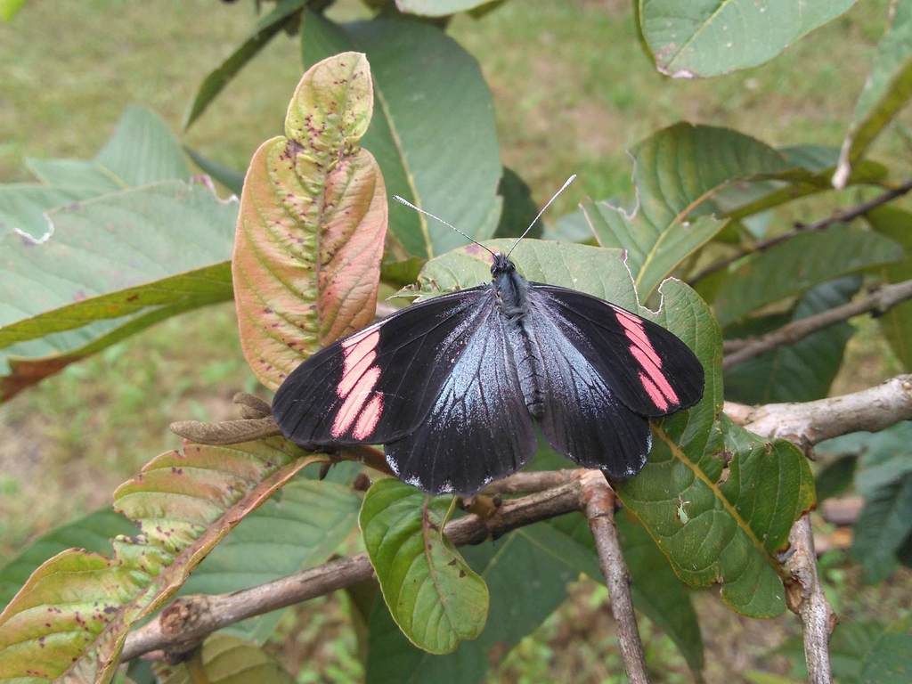 Pereute antodyca