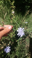 Cichorium intybus