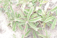 Cyphostemma quinatum