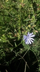 Cichorium intybus