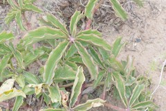 Cyphostemma quinatum