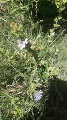 Cichorium intybus