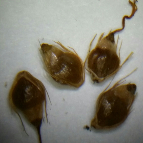 Image of Eleocharis cellulosa by (c) Jay Horn, some rights reserved (CC BY)