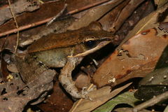 Sylvirana mortenseni