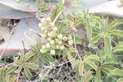 Cyphostemma quinatum