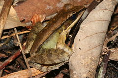 Sylvirana mortenseni