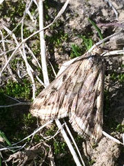 Loxostege cereralis