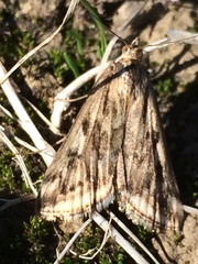 Loxostege cereralis