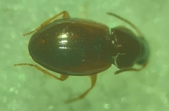Elaphropus